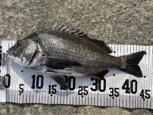 イチノ兄弟、釣果!