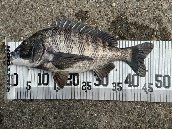 イチノ兄弟、釣果!