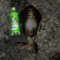 春アオリイカ狙い