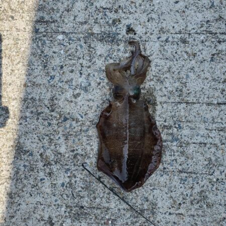 春アオリイカ狙い