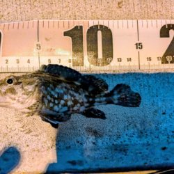 アジングのつもりが