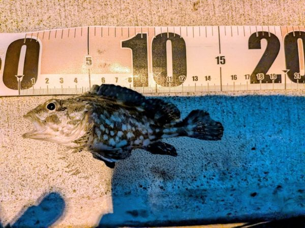 アジングのつもりが