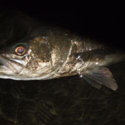 今年も何とかアフターのハチマル