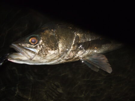 今年も何とかアフターのハチマル