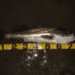 ただ巻きで釣れてしまう…