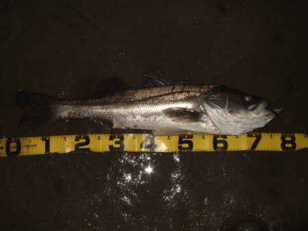 ただ巻きで釣れてしまう…