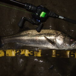 久々にベイトシーバス