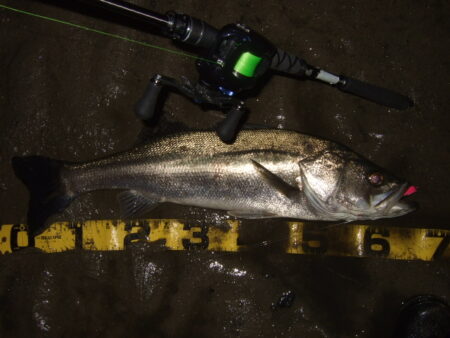 久々にベイトシーバス