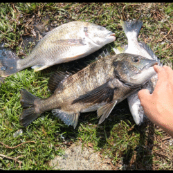 急な水温低下でもチヌは来てくれました