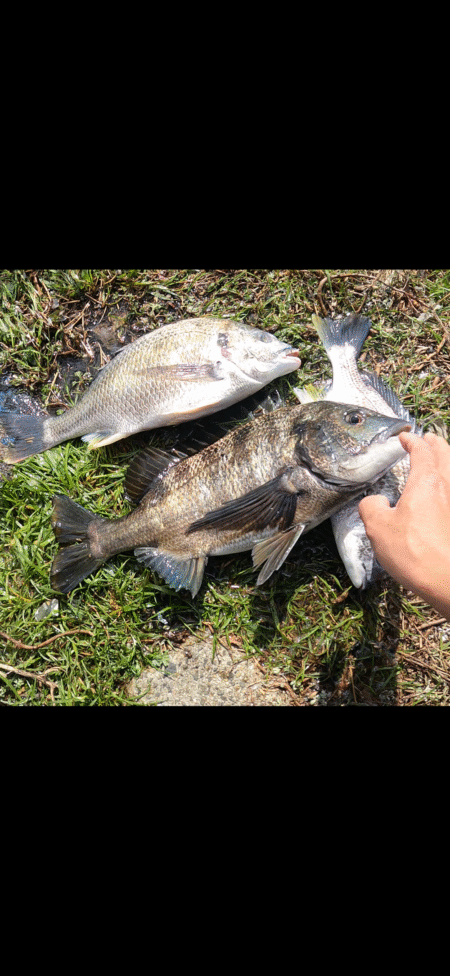 急な水温低下でもチヌは来てくれました