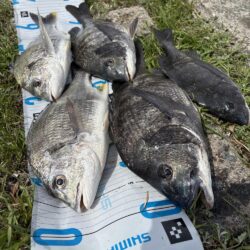 今日も爆釣楽し過ぎるぶっ込み釣り