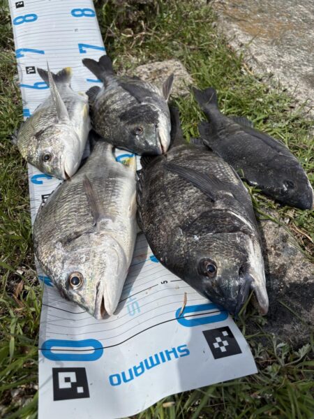 今日も爆釣楽し過ぎるぶっ込み釣り