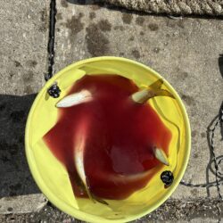 フル遠投カマス