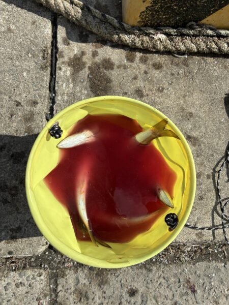 フル遠投カマス