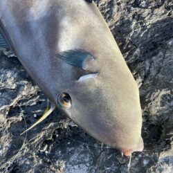 マダイカゴ釣り