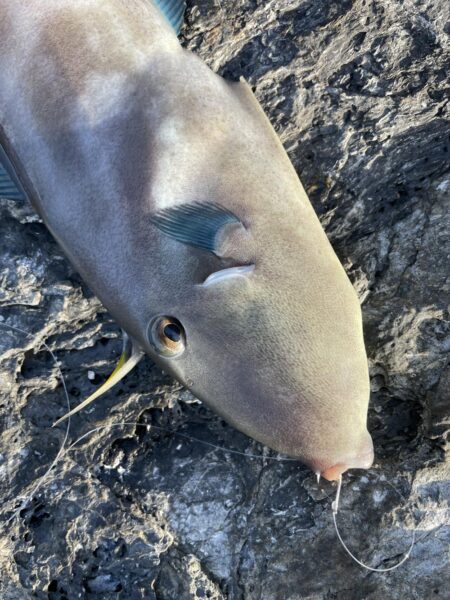 マダイカゴ釣り