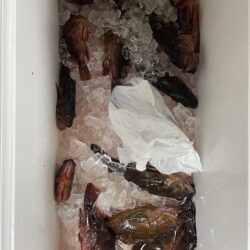 ロックショアゲーム