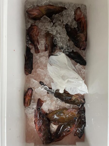 ロックショアゲーム