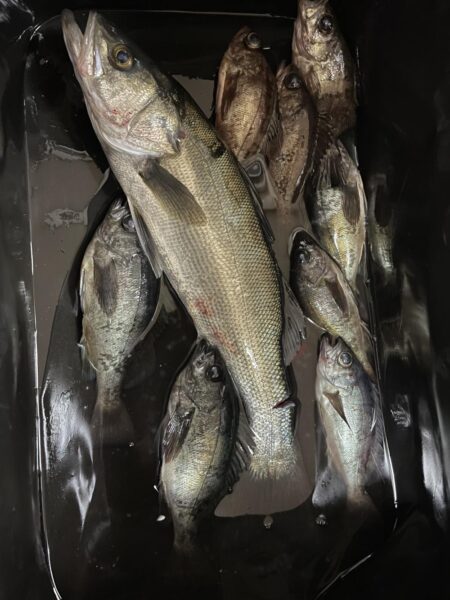 爆風ライトゲーム