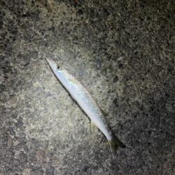 太刀魚 カマス 他青物