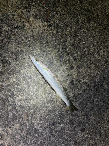 太刀魚 カマス 他青物