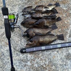 久々にメバリング