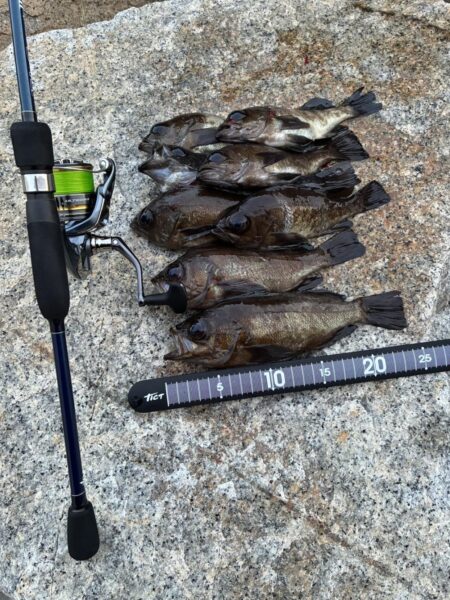 久々にメバリング