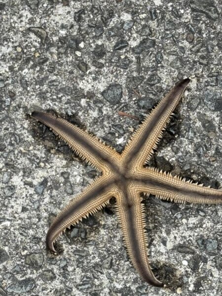 ここでも釣れる