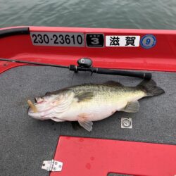今シーズン1号北山田60cm4100g