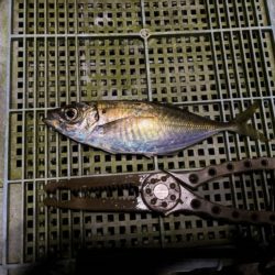 春アジング開幕?