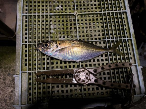 春アジング開幕?