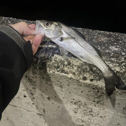 湾奥メバリング