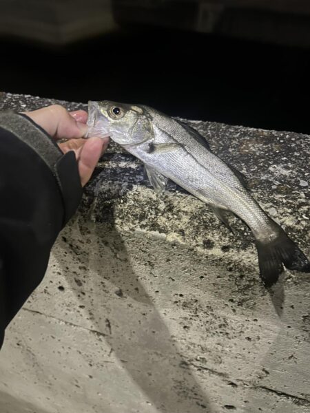 湾奥メバリング