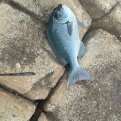 初めての磯釣り