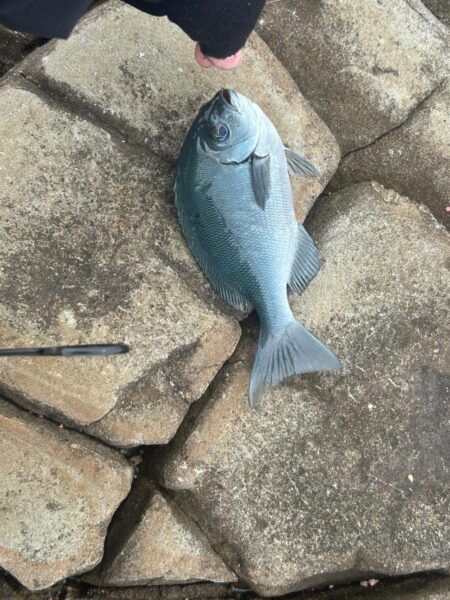 初めての磯釣り