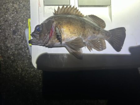 フロートメバリング