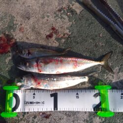 満員御礼サビキ釣り