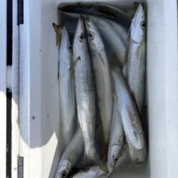 カマス　リベンジ