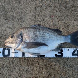 カレイ狙いでチヌ