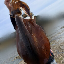 春烏賊ー🦑🌸