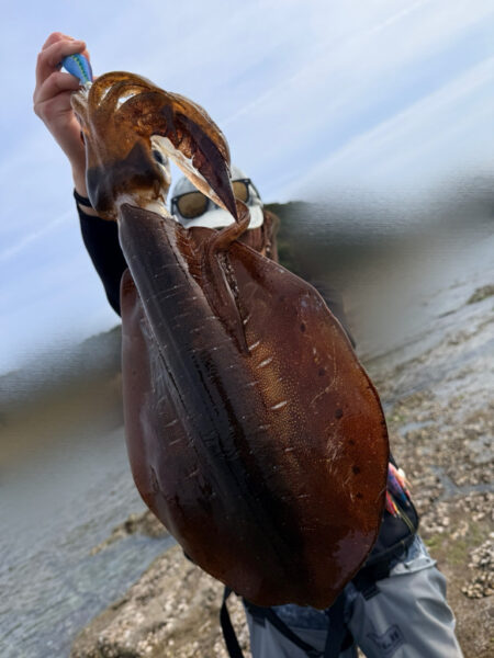 春烏賊ー🦑🌸