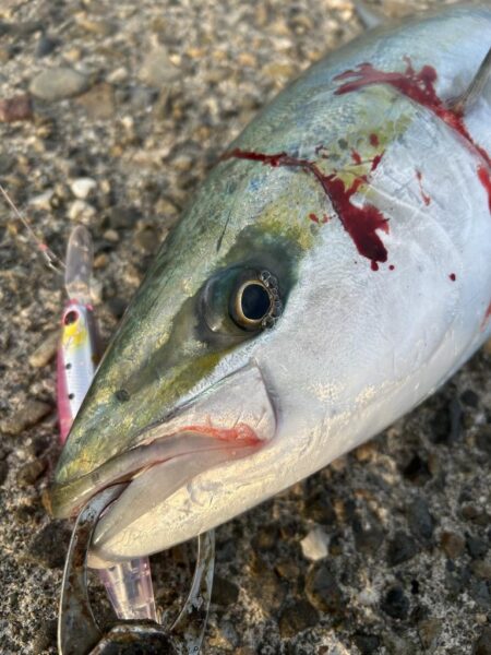 2026年ショアジギ初戦でメジロ!