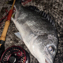 ヘチってきました