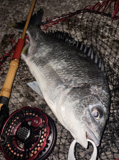 ヘチってきました