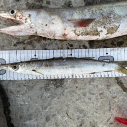 想定外の大物ゲット