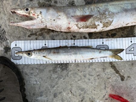 想定外の大物ゲット