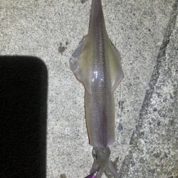 ヤリイカ、ケンサキイカ