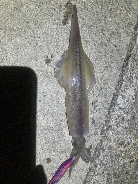 ヤリイカ、ケンサキイカ