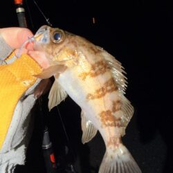 セイゴとメバル