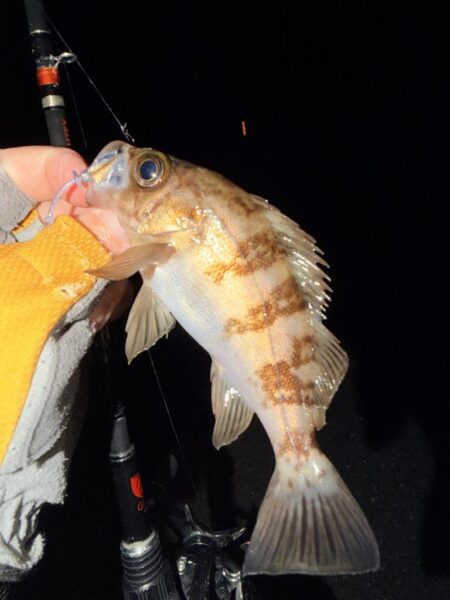 セイゴとメバル